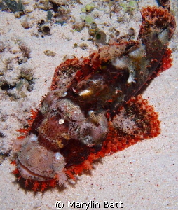 Scorpion fish with beautiful red accents against the whit... by Marylin Batt 